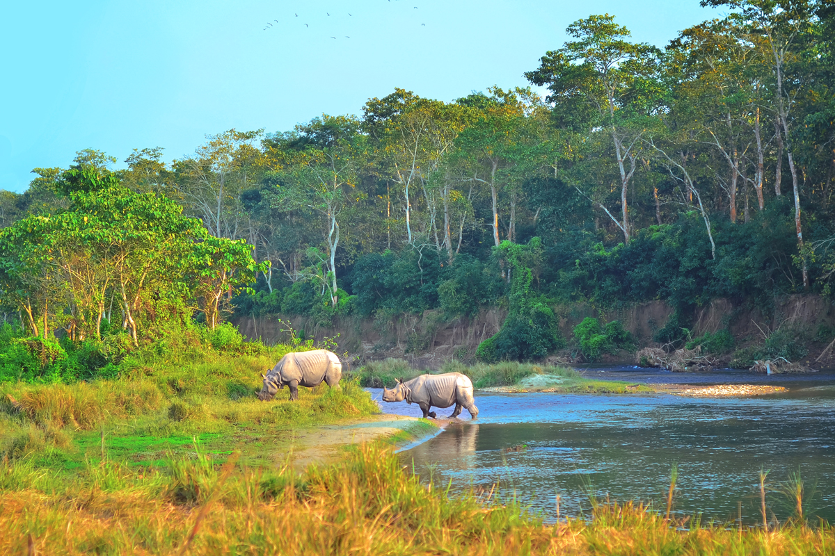 Chitwan National Park, Single Horned Asiatic Rhino