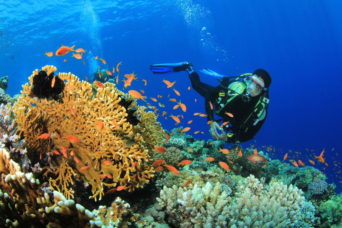 Great Barrier reef, Cairns